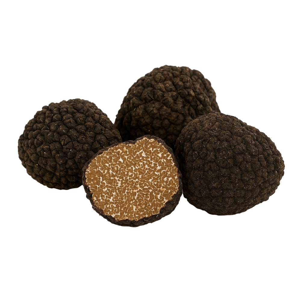 Black Truffle - Tuber Uncinatum